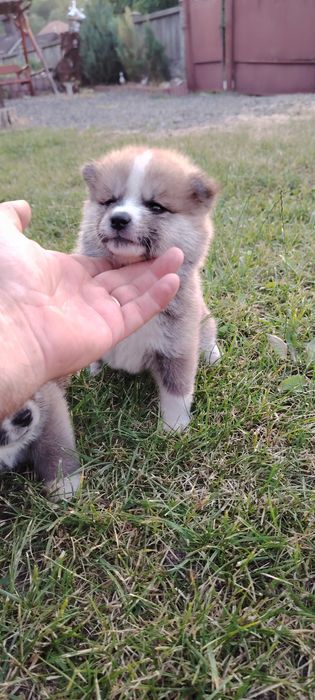 Disponibila femela Akita Inu cu pedigree