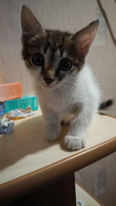 Отдам в добрые руки котят