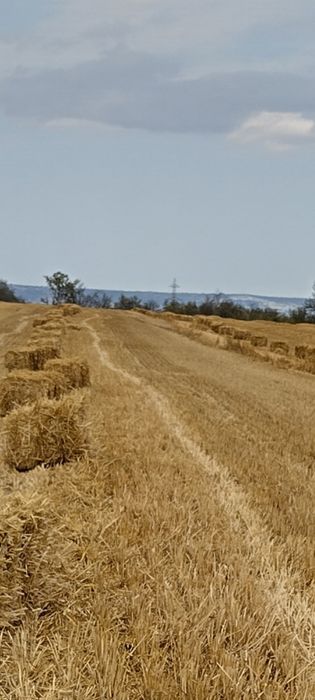 Бали житена слама за декорация