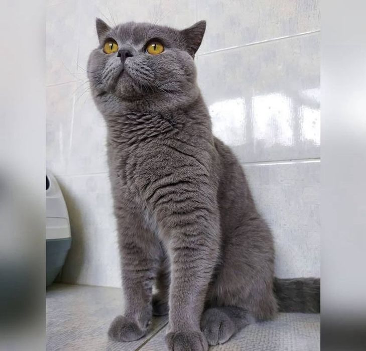 Британский голубой