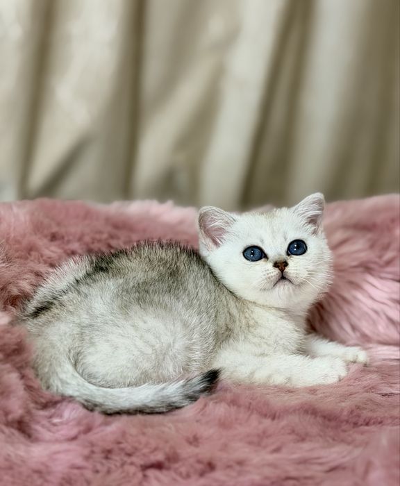 Котята с документами