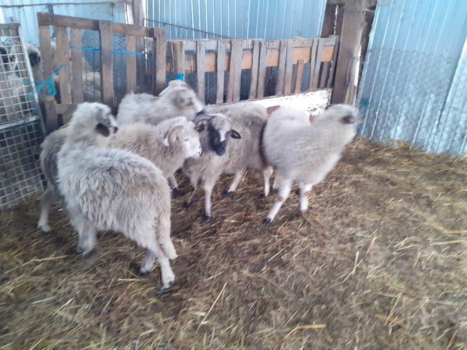 De vânzare o oaie 2 berbeci și 6 miei berbecuți