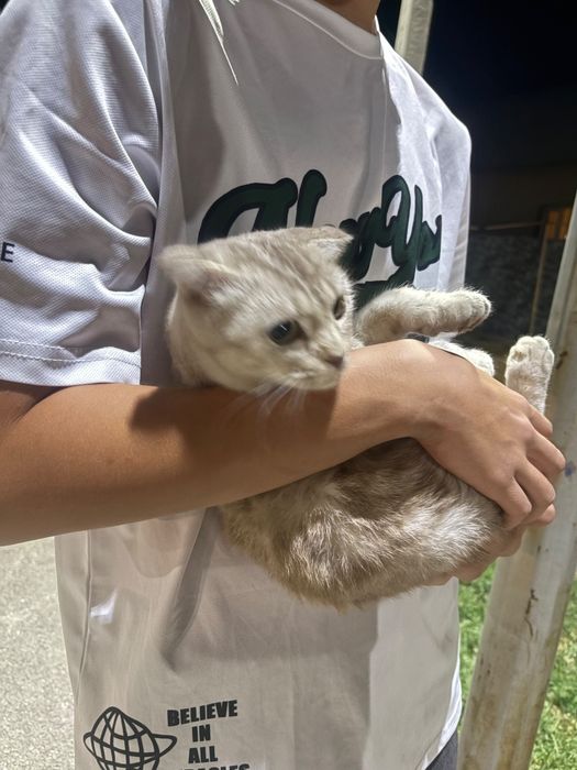 Шатланский кошка