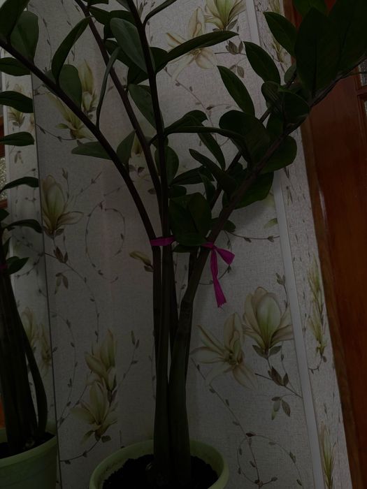 Комнатные растения