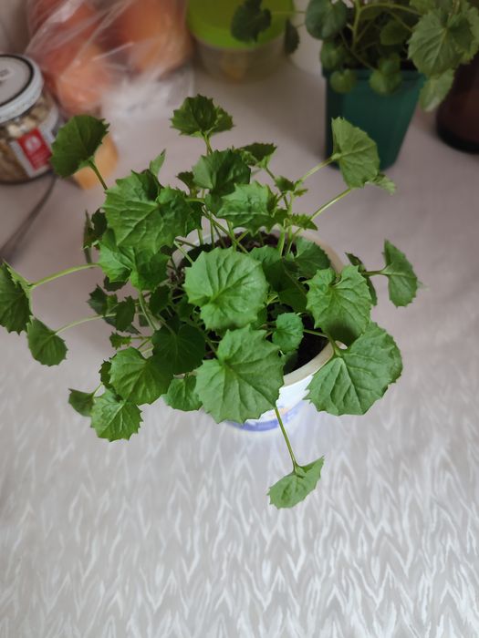 Продам комнатные цветы
