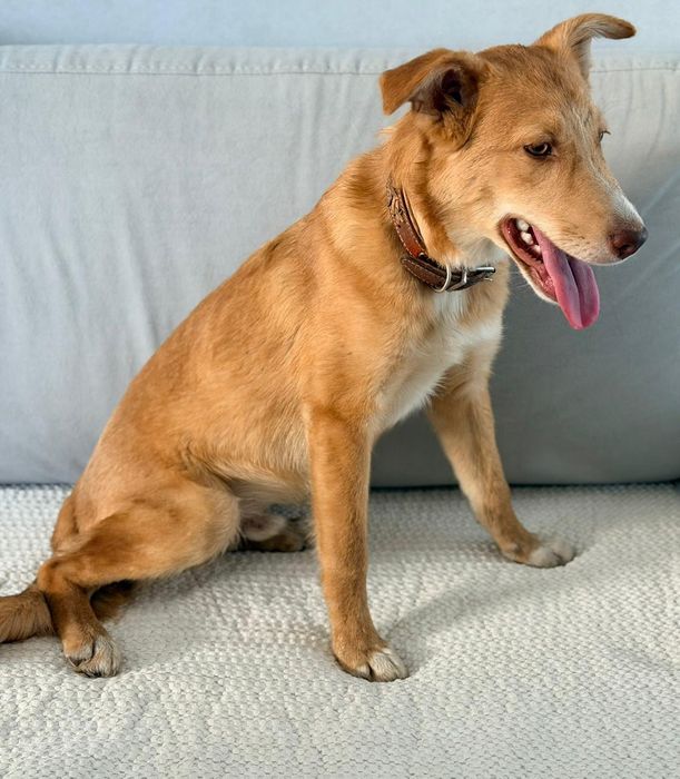 Отдам в добрые руки