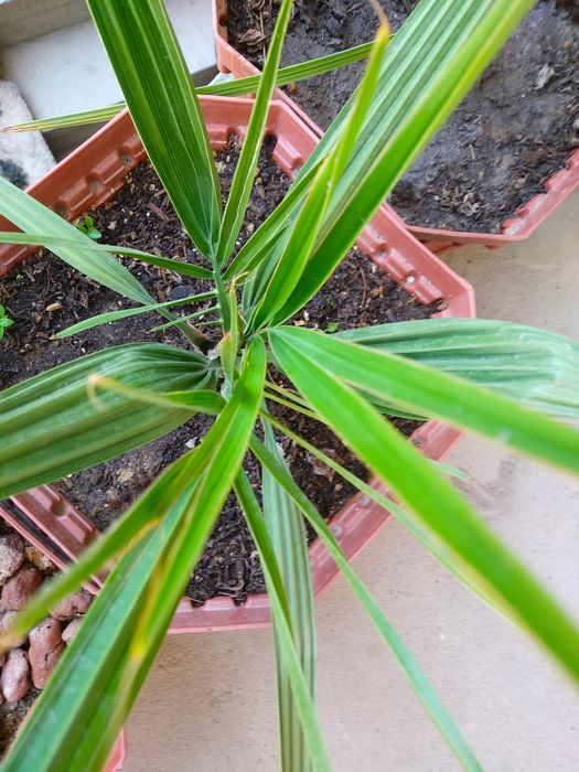 Финиковая пальма