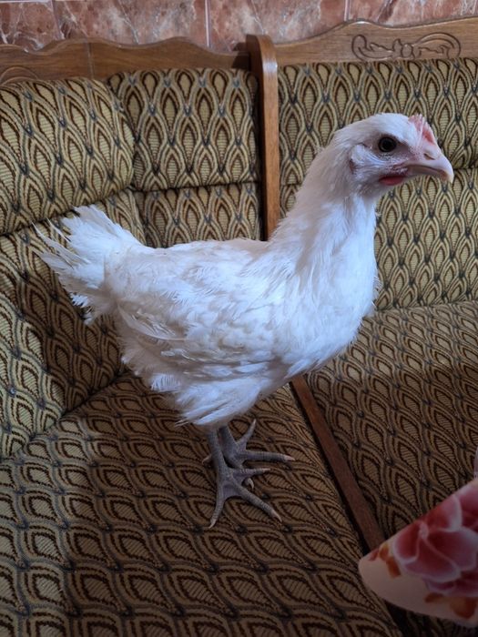 Pui la bresse au o zi