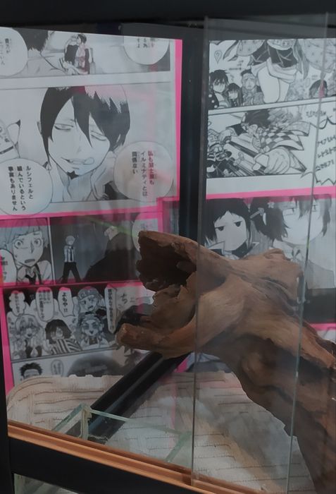 Террариум для пауков.