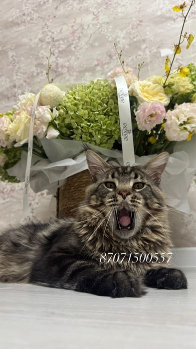 Мейнкун кот молодой