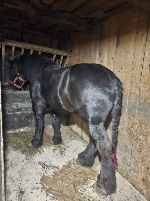 Vând armasar! Vârstă 4 ani