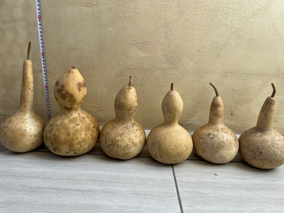 Декоративни тиквички и кратуни