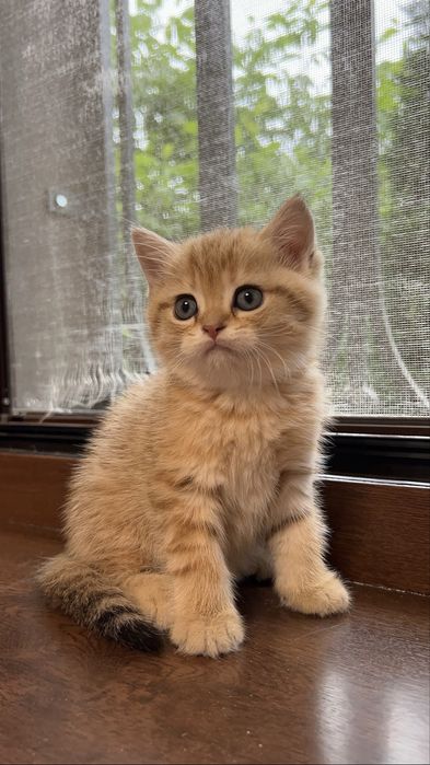 Золотая шиншилла кошка