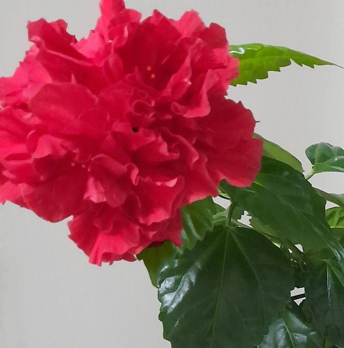 Продам гибискус.