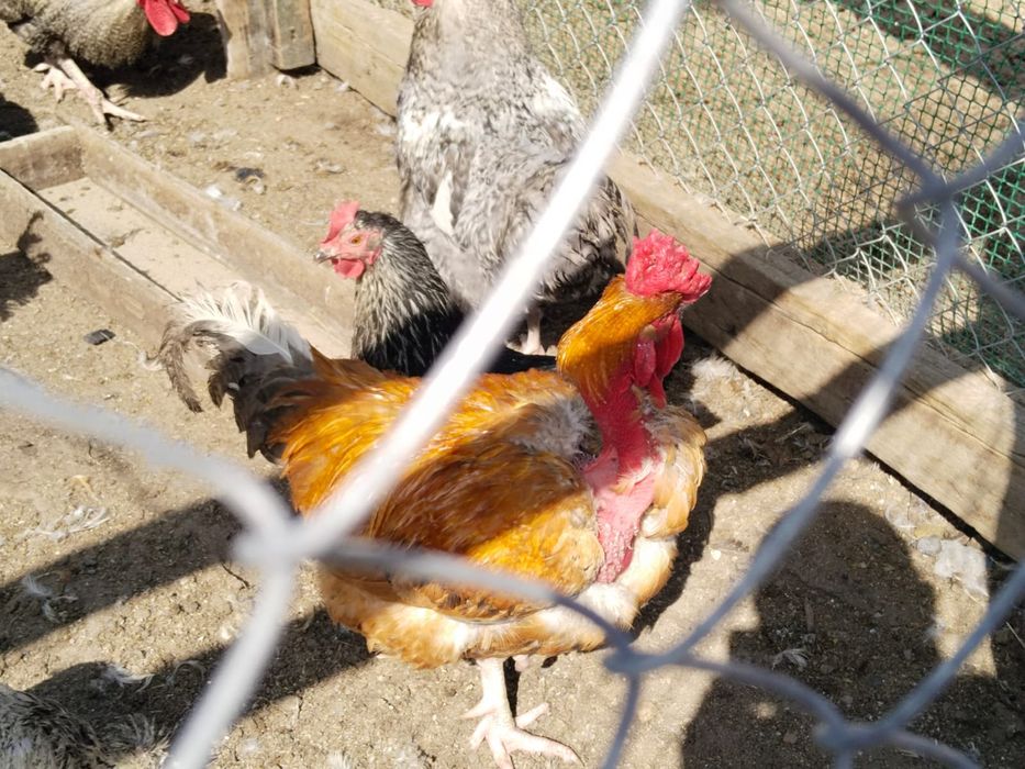 Продам яйца для инкубации