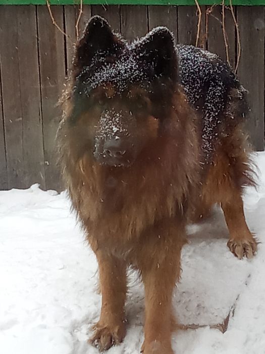 Вязка Немецкая длинношерстная овчарка