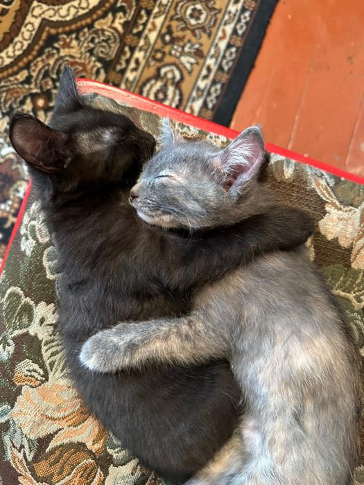 Отдам котят в добрые руки