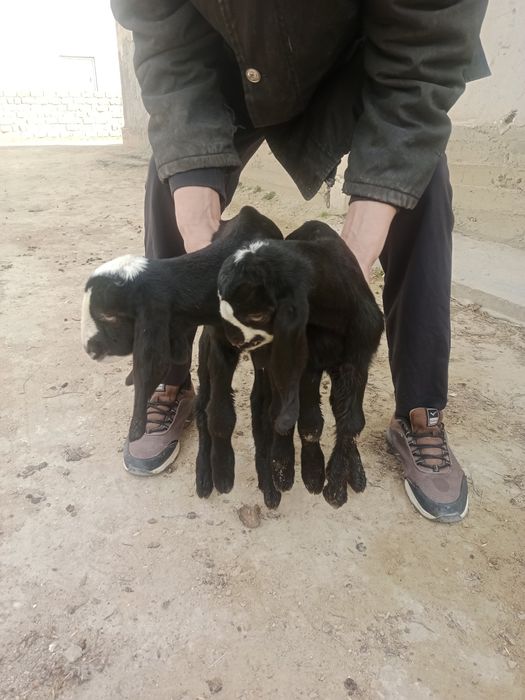 Ешкі сатылады сүтті