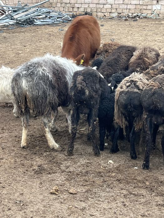 Кой козылы койлар сатылады