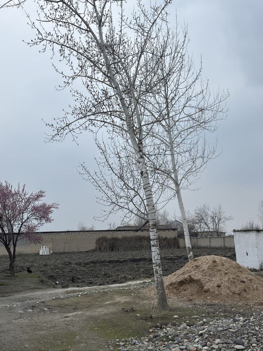 Yer sotiladi Imom Albuxoriyga yetmasdan