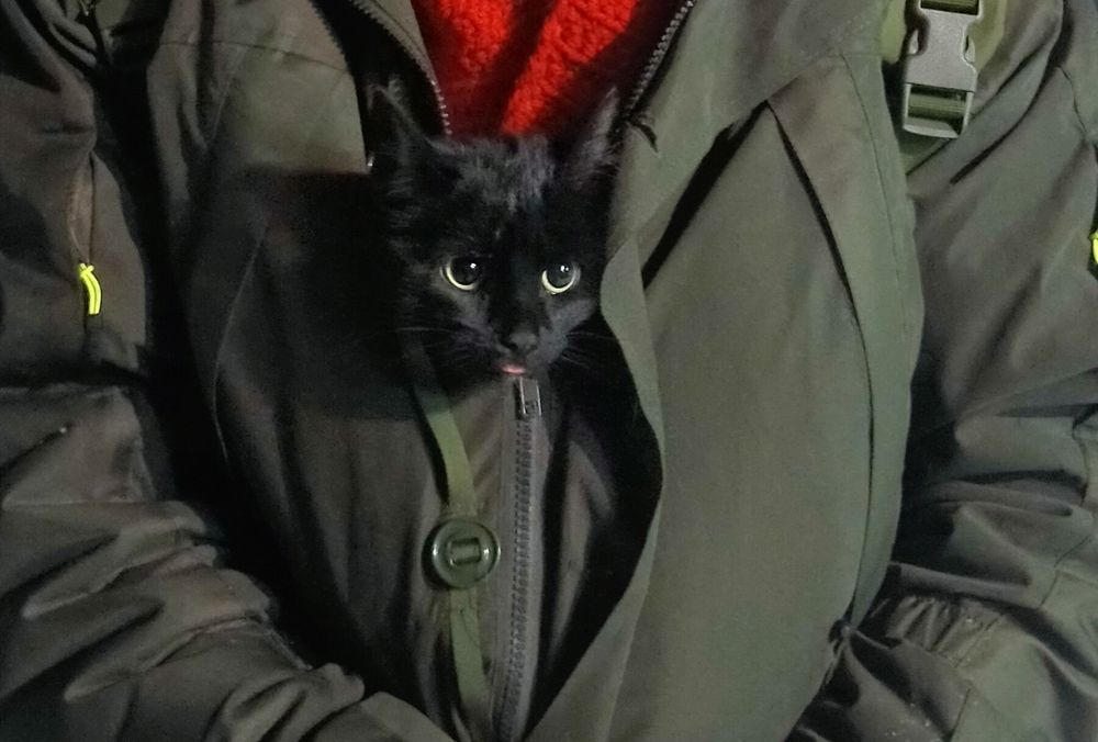 Кошечка ищет дом.Срочно