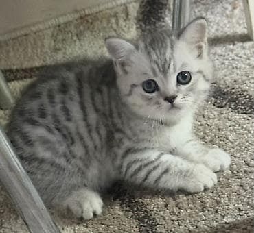 Вислоухие Британские котята