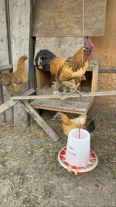 Лакиданзи куры петушок