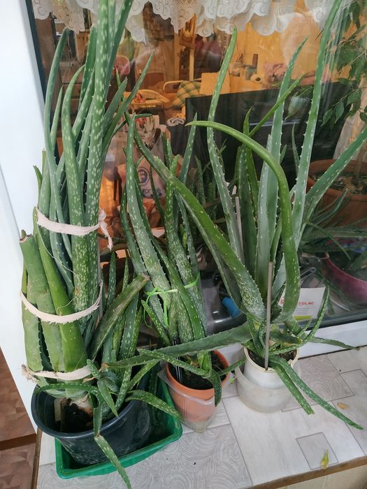 Продам Алоэ , Мелисса , Толстянка , Фикус.