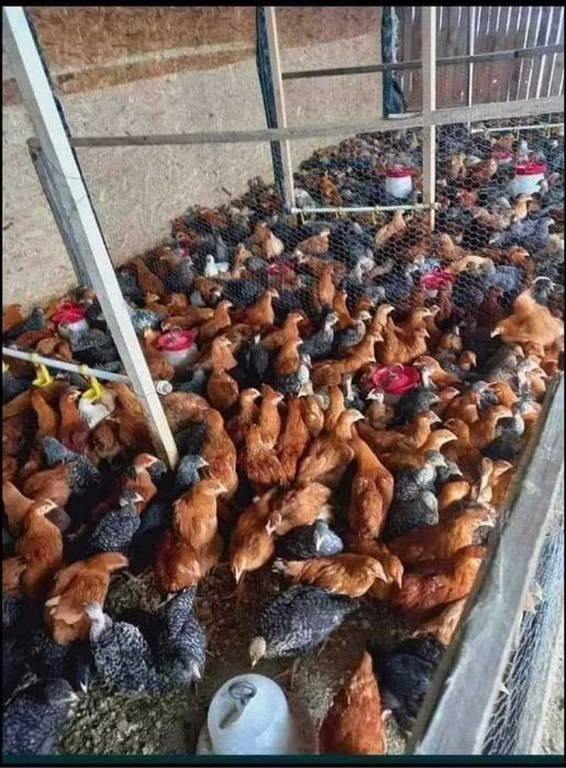 Ferma de pui zburați