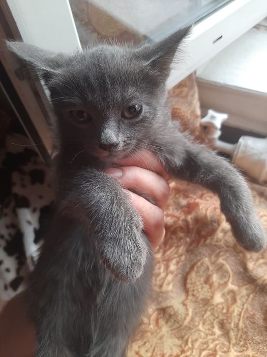 Котёнок девочка 2,5 месяца,  британка