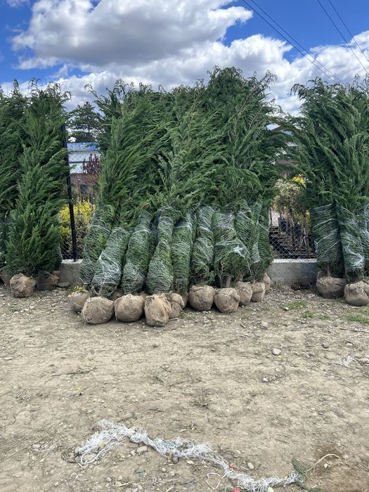 Leylandii de vânzare – ideal pentru gard viu.
