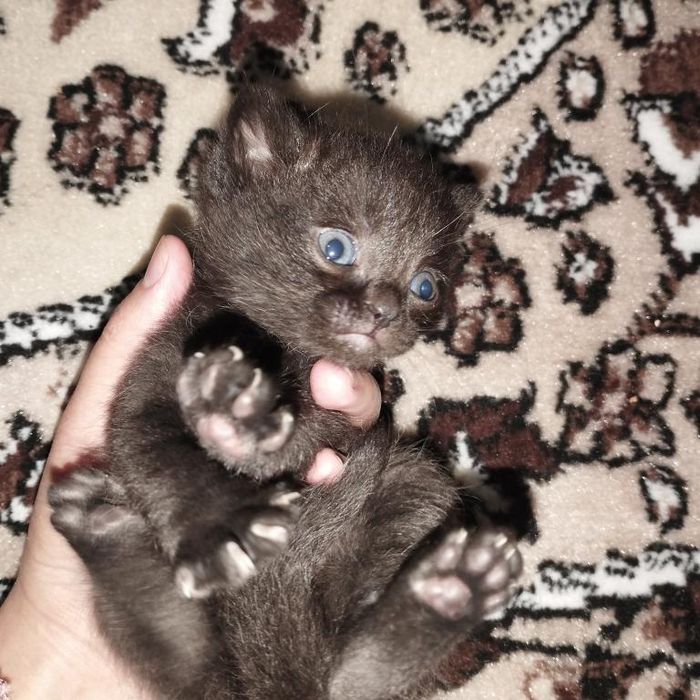 Skotish fold va skotish strayt