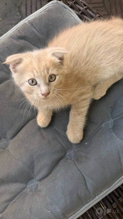 Вислоухий котенок бесплатно