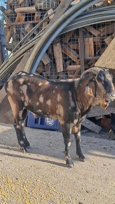 Vând țap anglo nubian
