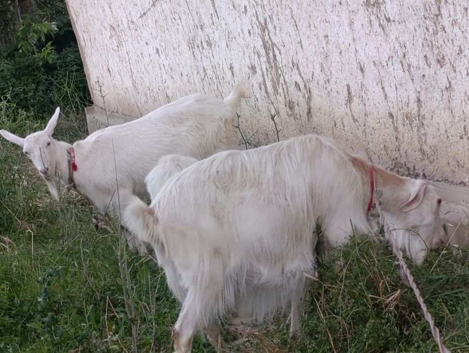 Ona bola echki lar sotiladi soni 3- ta . 2- litr suti bor.