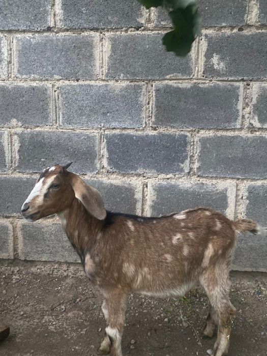 Лактар сатам козлята