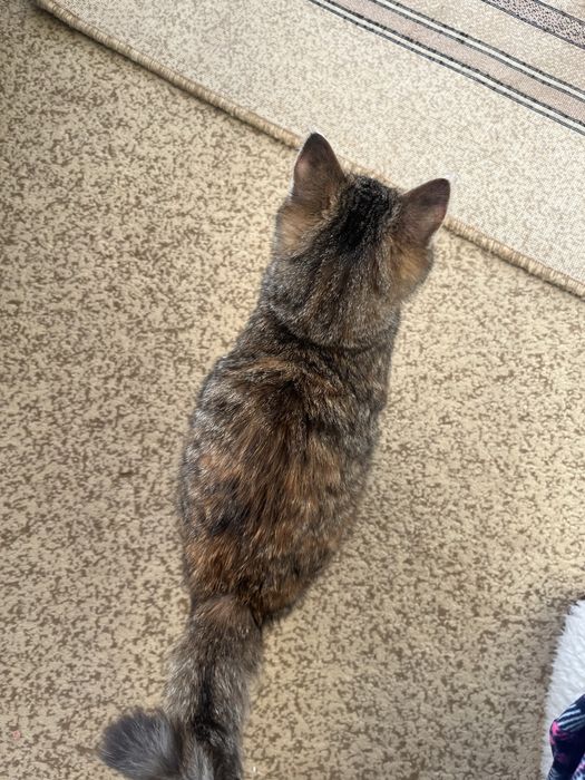 Отдам котенка девочку в добрые руки