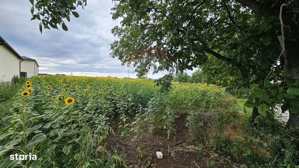 Teren intravilan 2600 mp de vânzare, Ipotești- Lisaura, Suceava