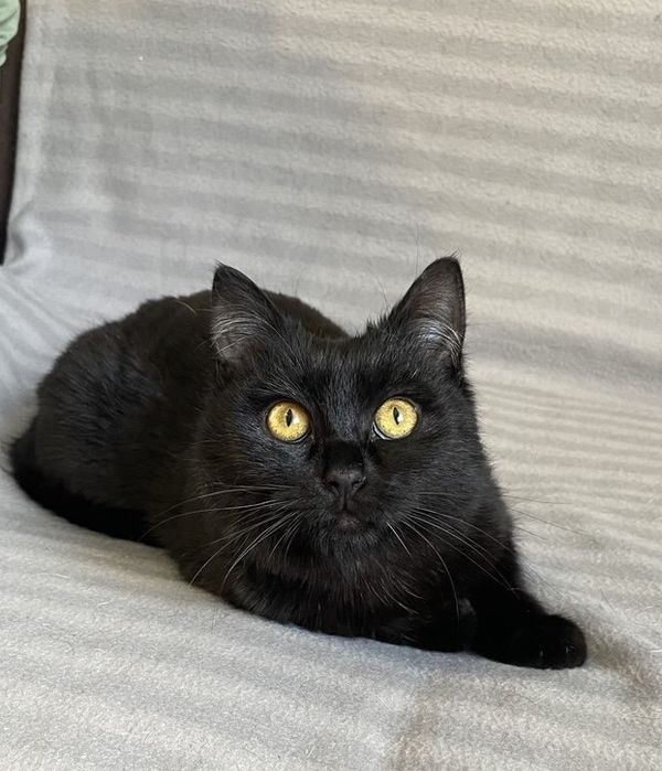 Котик 6 месяцев ищет дом