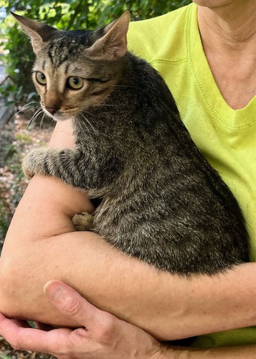 Metisi British Shorthair tabby pui, gratuit