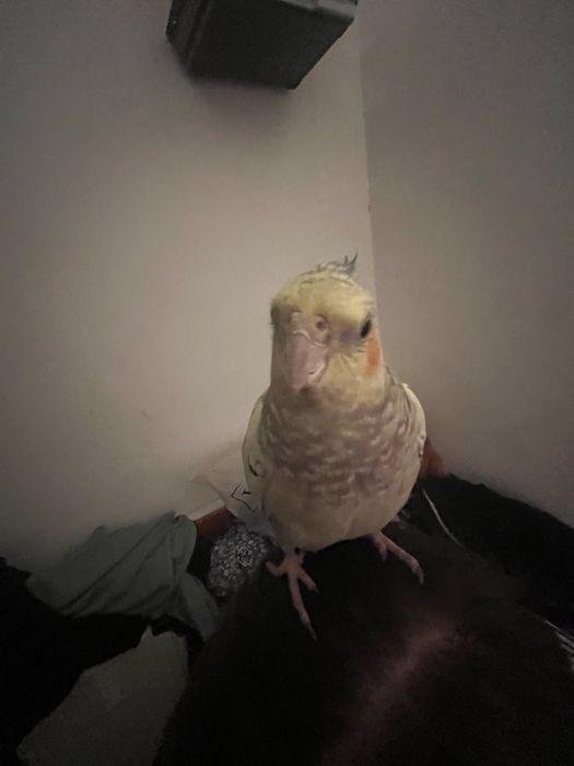 попугай корелла девочка