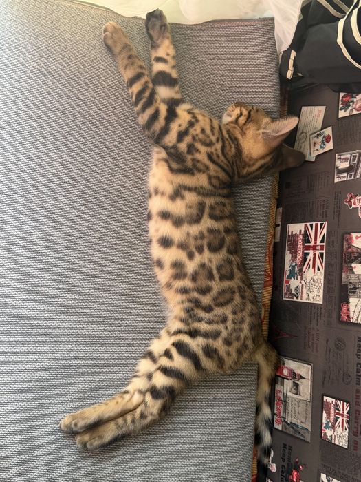 Бенгальский котенок