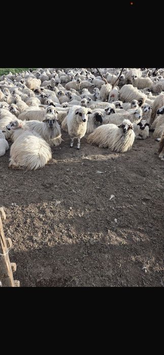 Vând miei, detalii