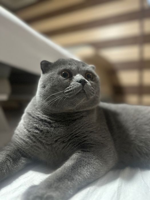 Продается Чистокровный Скотиш Фолд