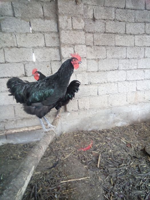 Qora shaxzoda xo'rozlari sotiladi