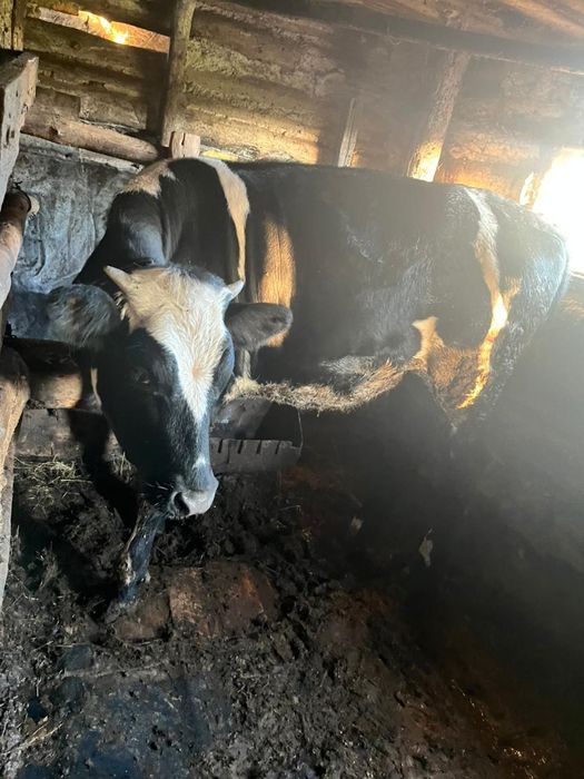 Продам тёлочку галашетинсую породу