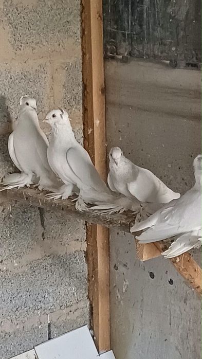 Продам голубей шымкент