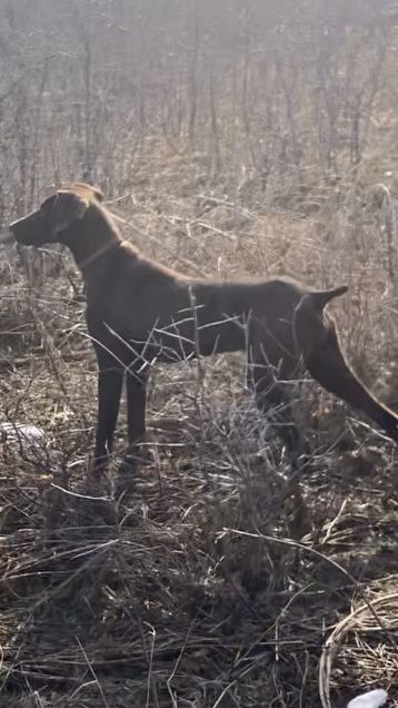 Курцхар охотничия собака