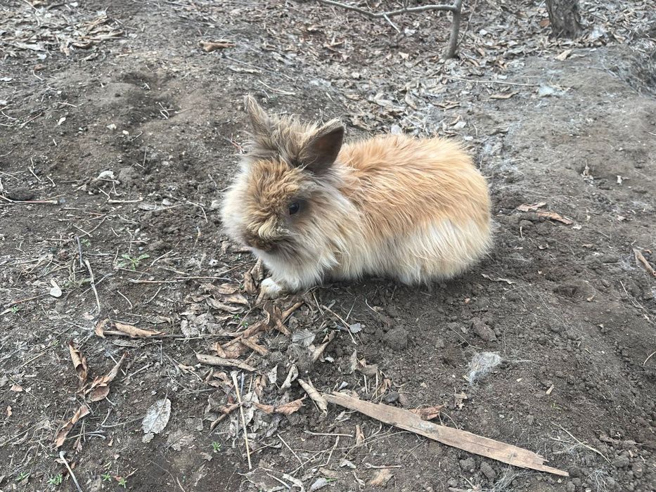 Продам декоративного кролика