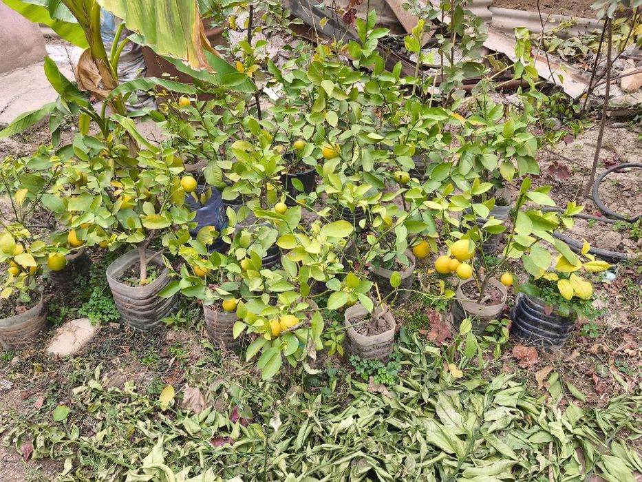 Лимон кучатлари, саженцы лимона
